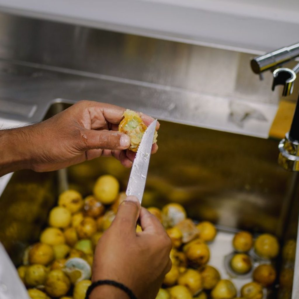 Le fondateur de Siva Industrie, Siva Grondein, analyse des citrons galets afin de déterminer s’ils sont contaminés par la mouche des fruits. © Ophélie Vinot / Hans Lucas